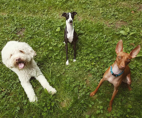 Italian dogs group of three, bosco and friends